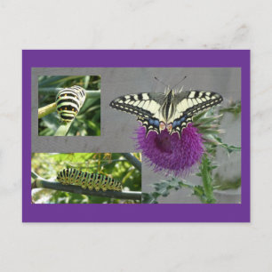 Collage de carte postale DIY Papillon jaune