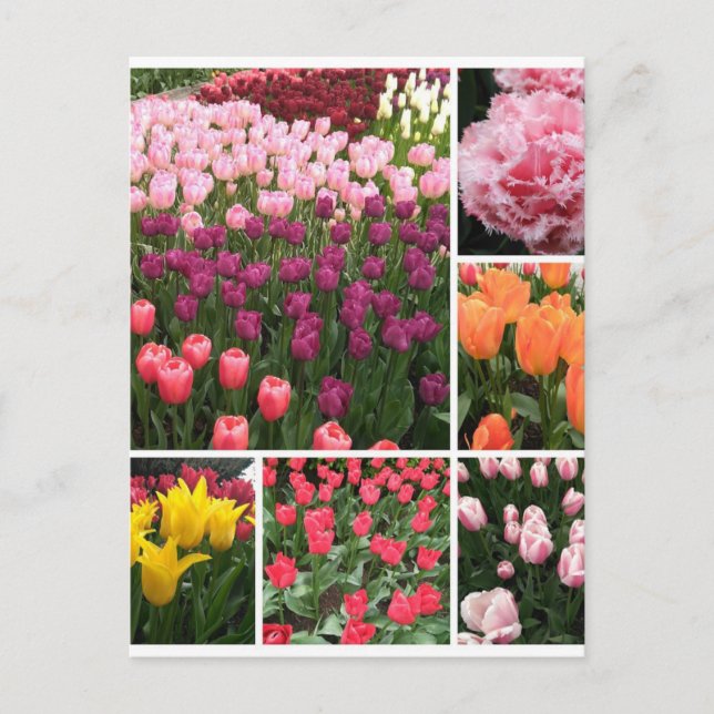 Collage de cartes postales pour tulipes Skagit Val (Devant)
