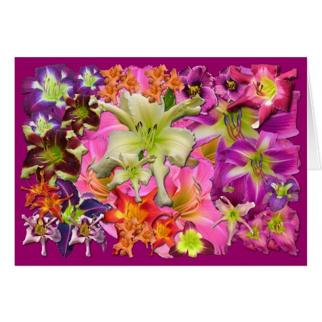 Collage de Daylily (Devant horizontal)