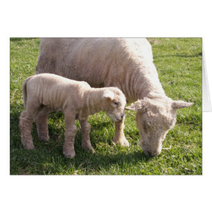 Collage étroitement