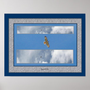 Collage Hawk Soaring 2 Photo Poster par gretchen