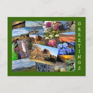 Collage of Nature & Wildlife Postkarte