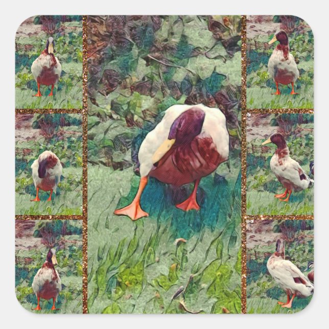 Collage photo de canard amarré, Stickers Carrés (Devant)