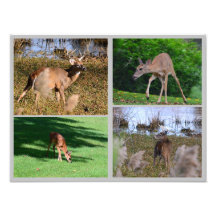 Collage photo de cerfs blancs