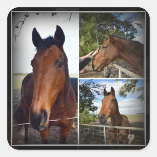 Collage photo de cheval Brown, Autocollant Carré