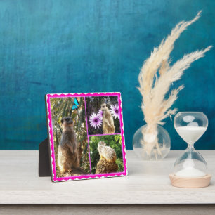 Collage photo de trois Meerkat, Plaque photo