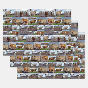 Collage photo de vaches Highland, Feuilles d'envel