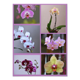 Collage photo orchidée