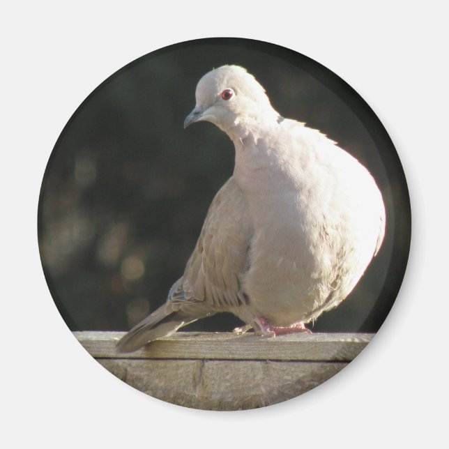 Collared Dove Magnet (Vorne)