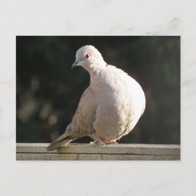 Collared Dove Postcard Postkarte (Vorderseite)