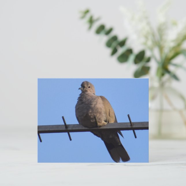 Collared Dove Postkarte (Stehend Vorderseite)
