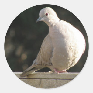 Collared Dove Sticker