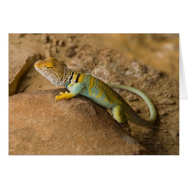 Collared Lizard (Vorderseite (Horizontal))