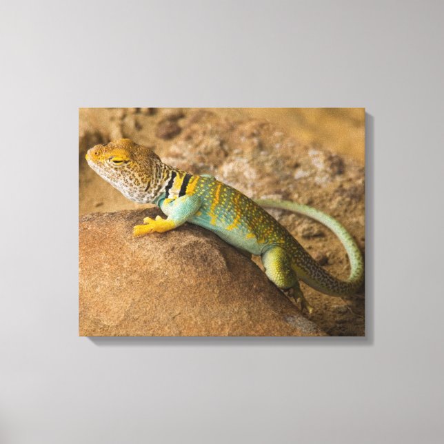 Collared Lizard Leinwanddruck (Vorderseite)