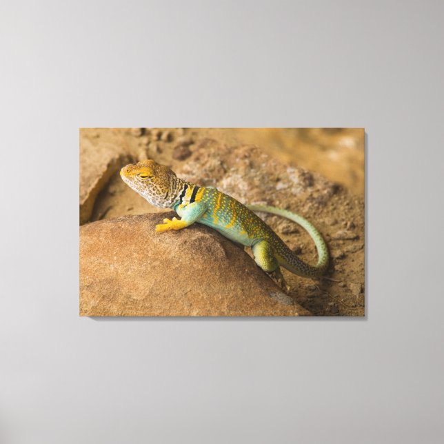 Collared Lizard Leinwanddruck (Vorderseite)