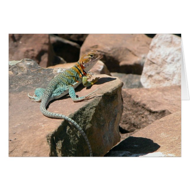 Collared Lizard, Mesa Verde Blank Card (Vorderseite (Horizontal))