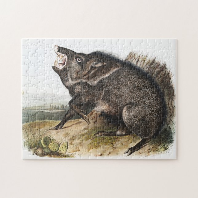 Collared Peccary Dycoteles torquatus Illustration (Horizontal)
