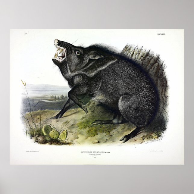 Collared Peccary, oder Javelina (Dicotyles tajacu) Poster (Vorne)