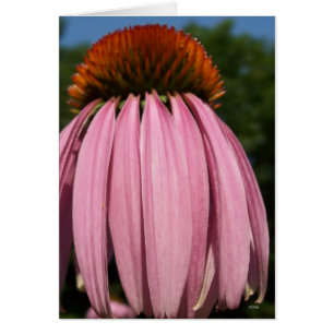 Collasol Echinacea