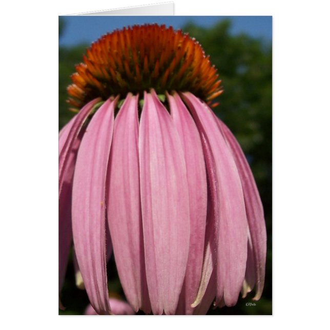 Collasol Echinacea (Vorne)