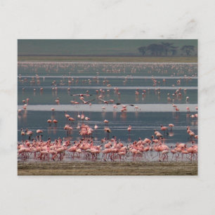 Collecte de Flamants roses - Carte postale