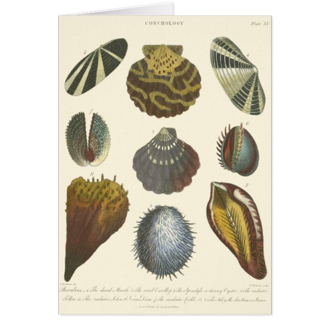 Collection Conchology (Devant)