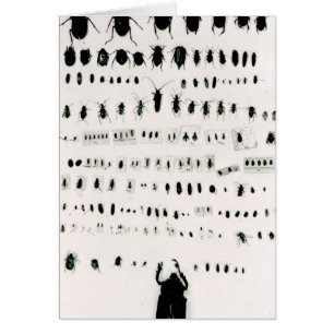 Collection de l'insecte de Darwin