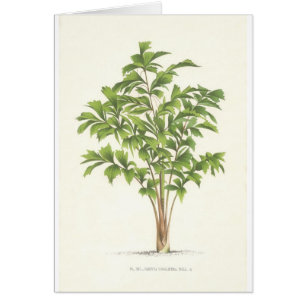 Collection de paume - dessin I