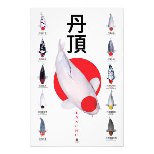 Collection de posters Tancho Koi – 10 Variétés