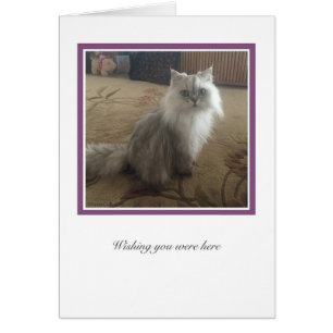 Collection KiKi n° 1