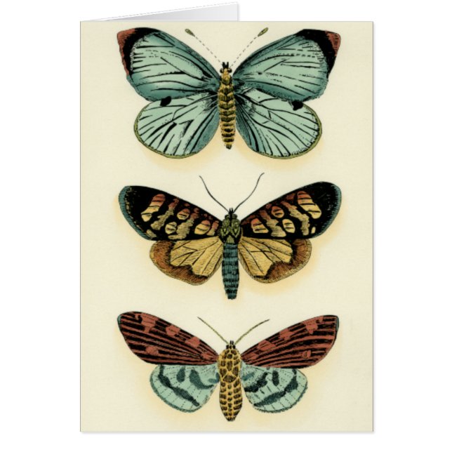 Collection Papillons par Chariklia Zarris (Devant)