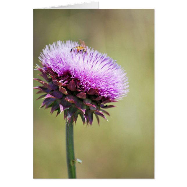 Collection "Thistle with Bee" (Devant)