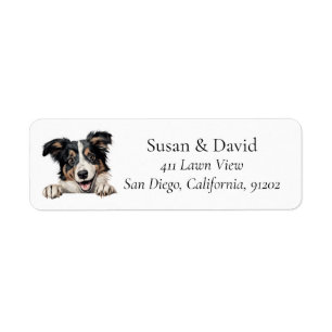 Collie Dog Breed Pet Lovers