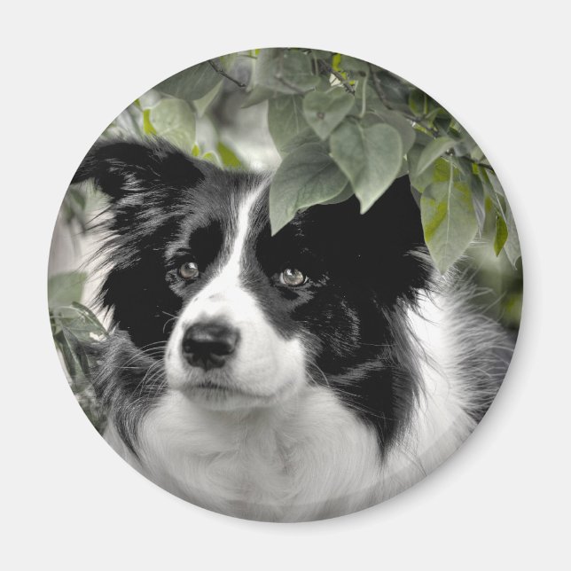 Collie Dog im Wald Magnet (Vorne)