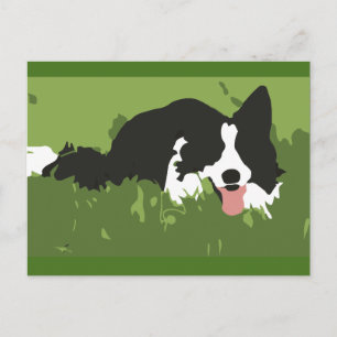 Collie Dog Postcard Postkarte