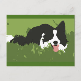 Collie Dog Postcard Postkarte