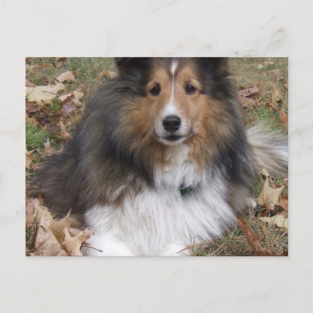 Collie Dog Postcard Postkarte (Vorderseite)