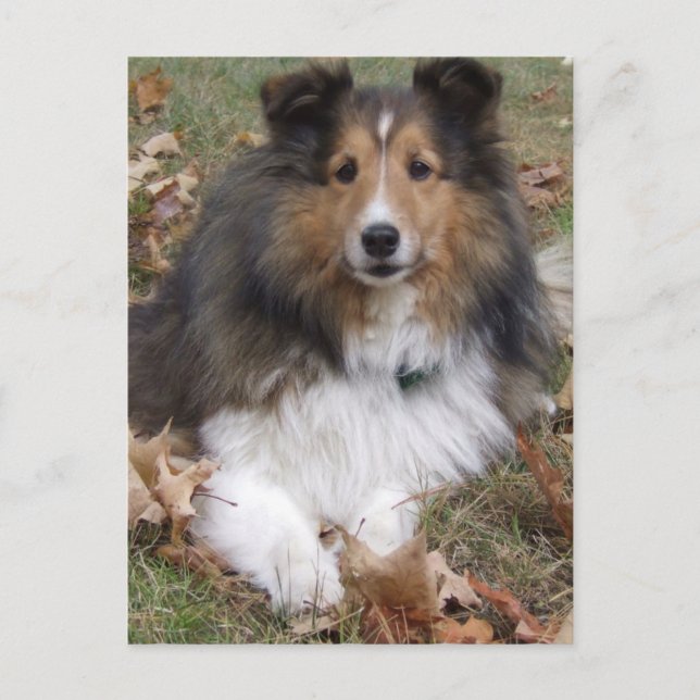 Collie Dog Postcard Postkarte (Vorderseite)