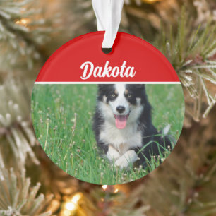 Collie frontalier avec nom et photo Noël
