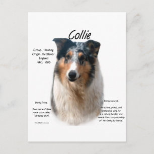 Collie (glattes Merle) Historie Design Postkarte