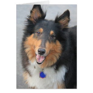 Collie-Hauptschuß, Tri Farbiger rauer