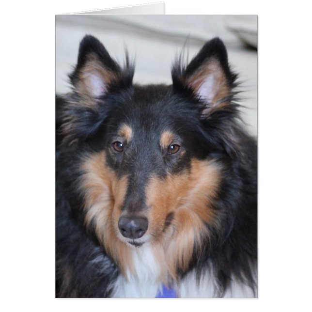 Collie Head Shot, dreisfarbige, raue Coat Collie (Vorne)