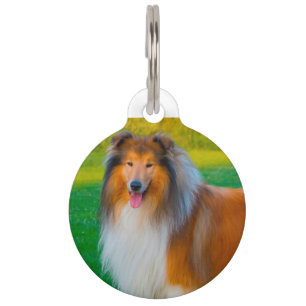 Collie Hund. Haustiermarke