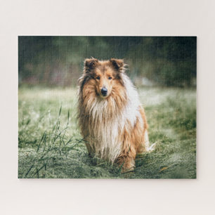 Collie im Grasland