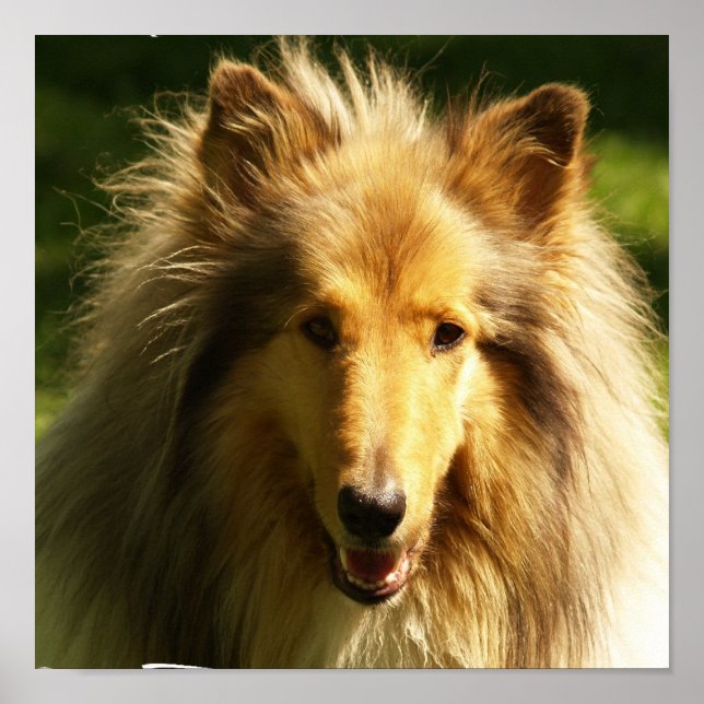 Collie Lassie Dog Print Poster (Vorne)