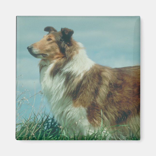 Collie Magnet (Vorne)