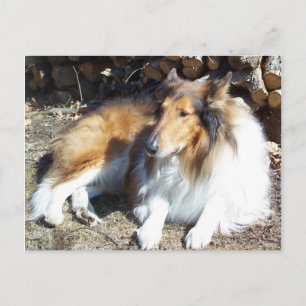Collie mit Firewood-Postkarten Postkarte