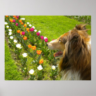 Collie N Plus Poster Tulips
