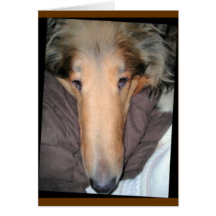 Collie "Nose" Liebe Card