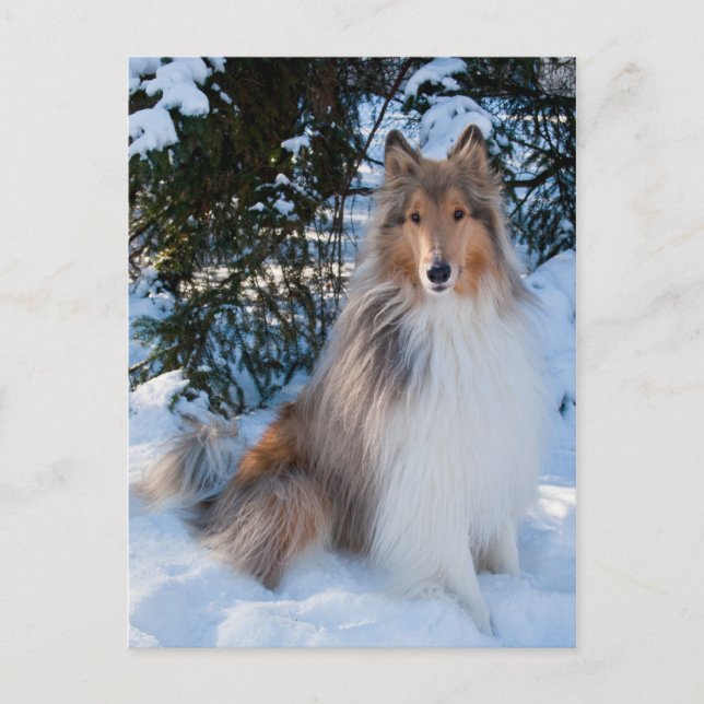 Collie Postcard Postkarte (Vorderseite)